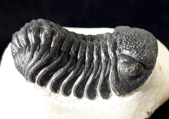 Barrandeops ovatus (McKELLAR & CHATTERTON 2009) - Bild © FossNet FossilienStore